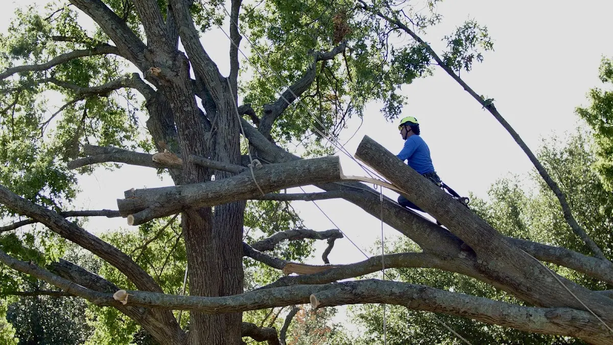 Professional Crown Thinning performed by certified arborists in Shirley Mills