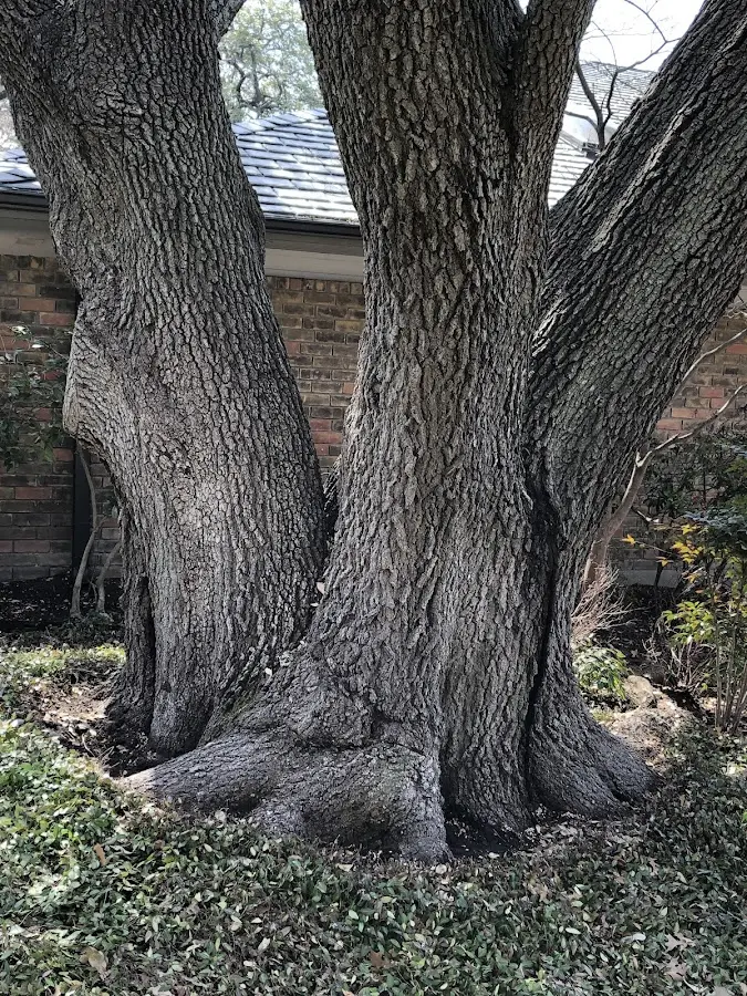 Mature heritage tree close to a Shirley Mills property cared for by certified arborists